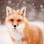 Asset Protection and Privacy- Sly Like a Fox
